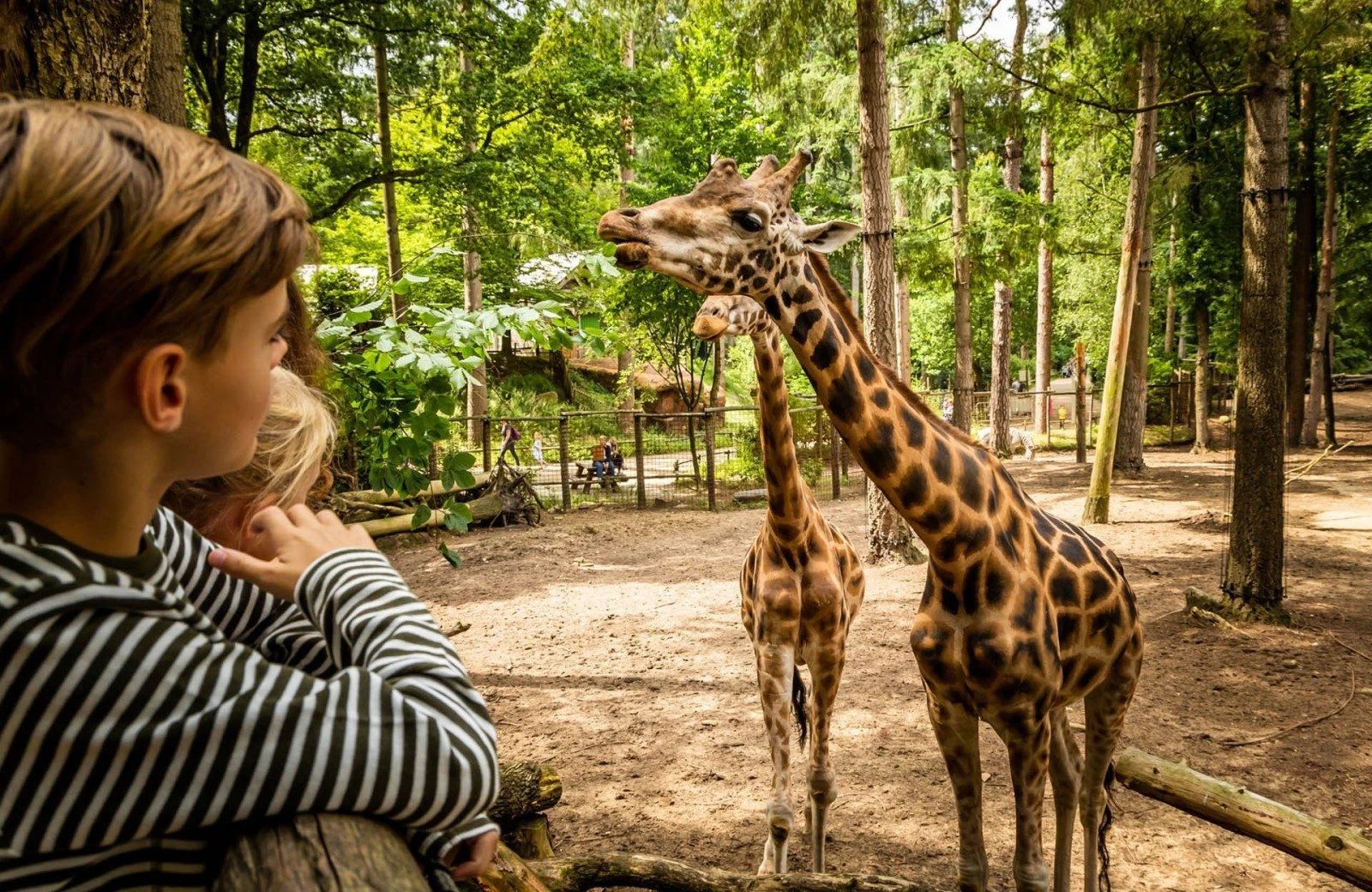 Giraffe in de dierentuin