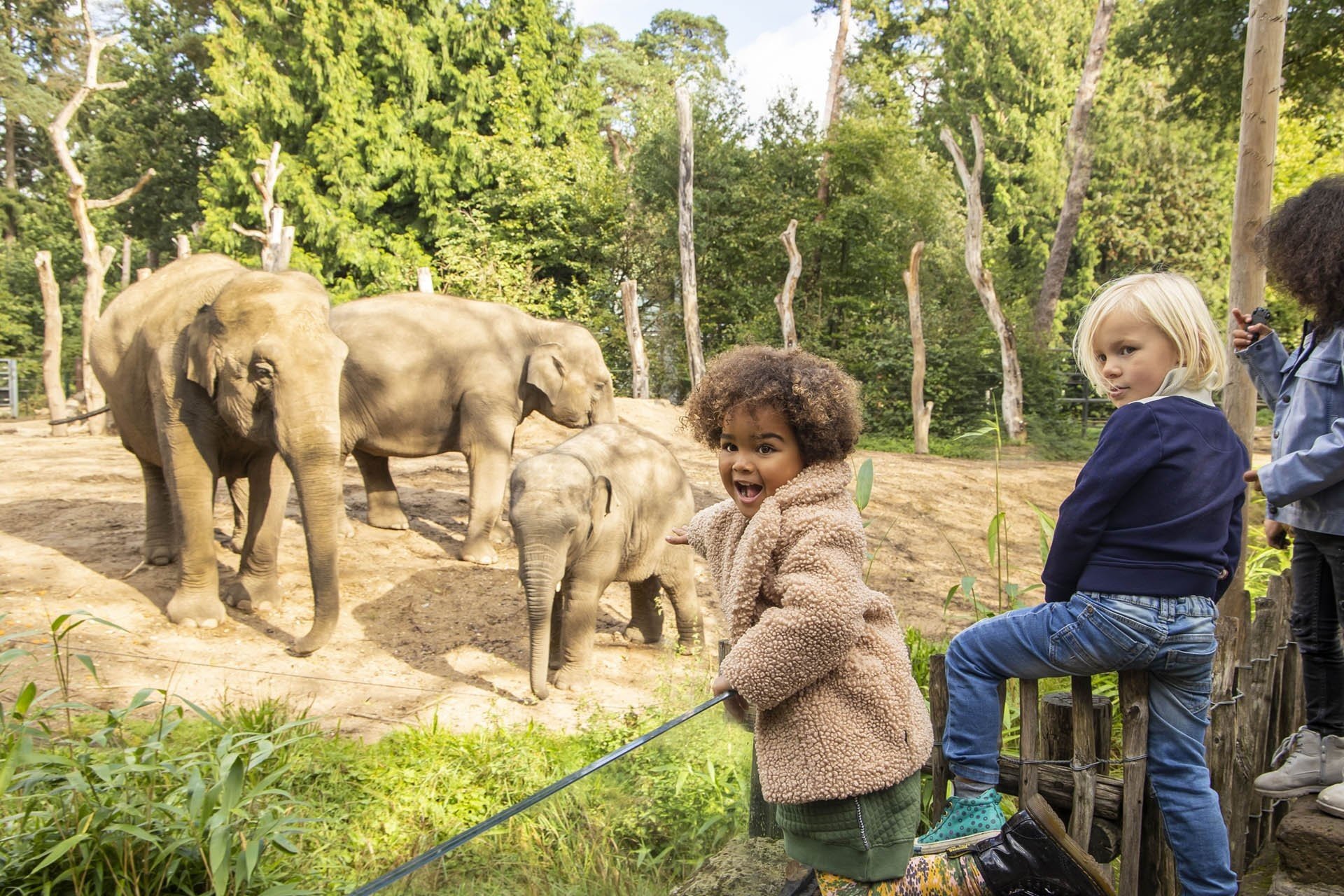 Olifanten in de dierentuin
