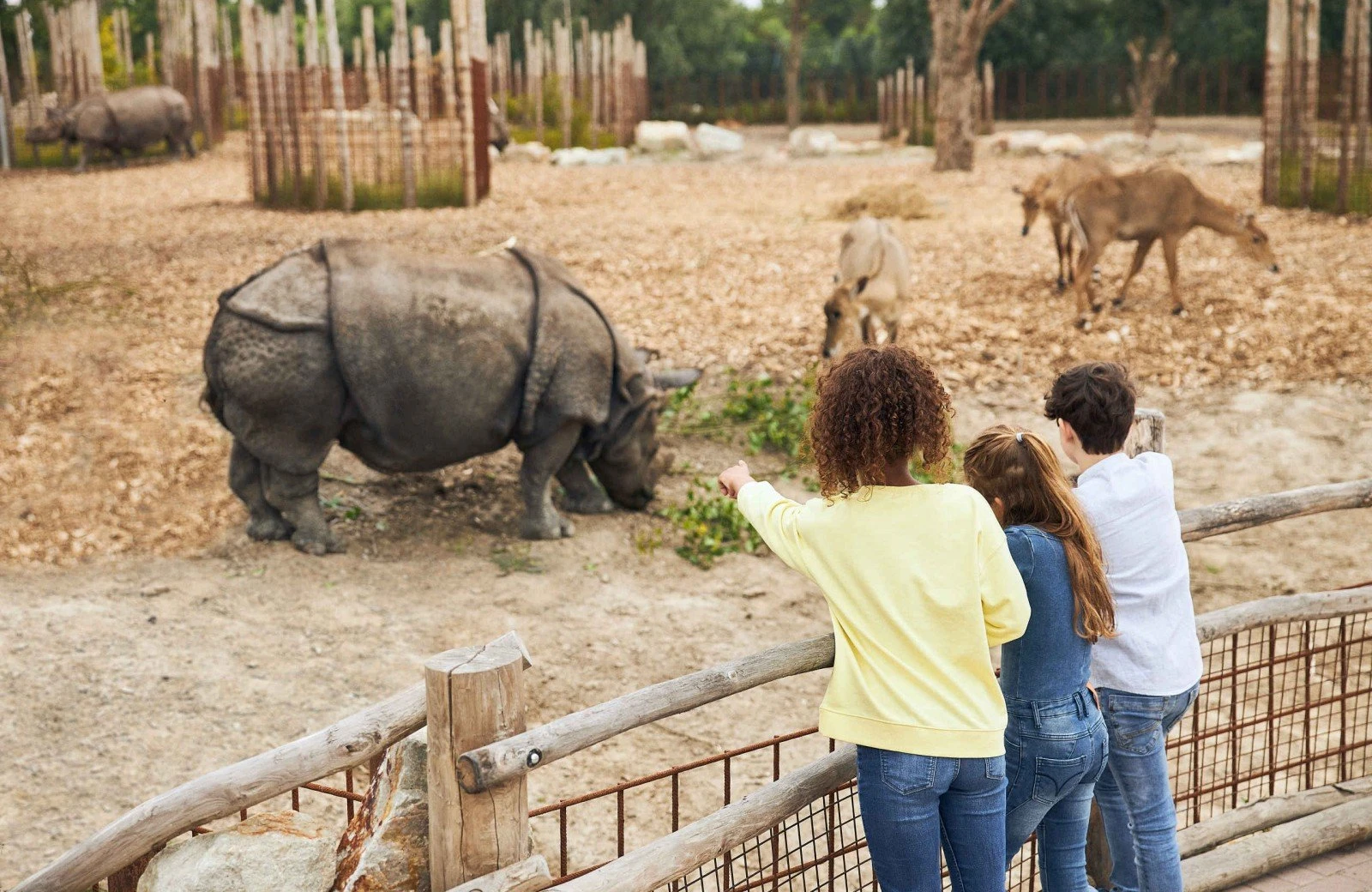 Eindhoven zoo neushoorn en hertjes