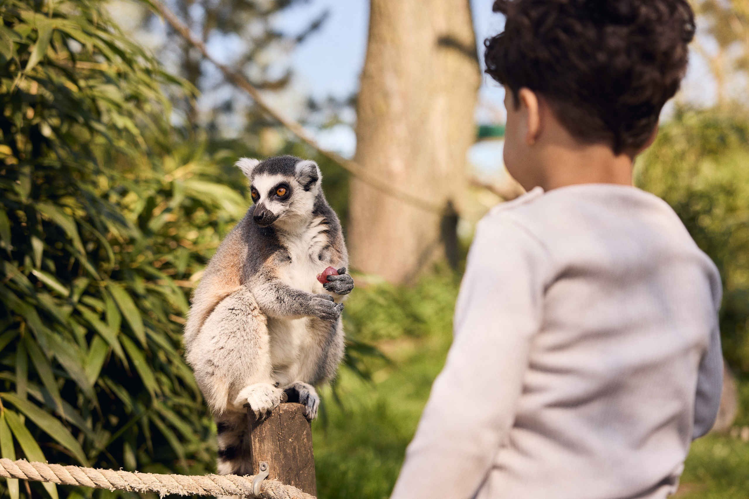 Eindhoven zoo ringstaartmaki