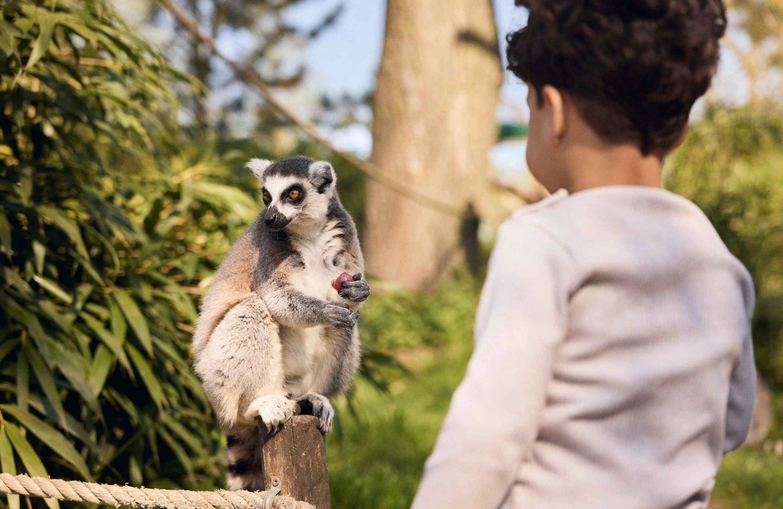 Eindhoven zoo ringstaartmaki