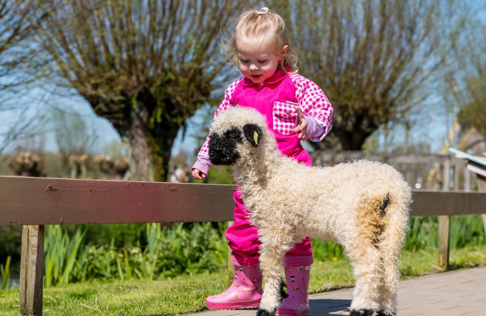 Ontmoet de lammetjes