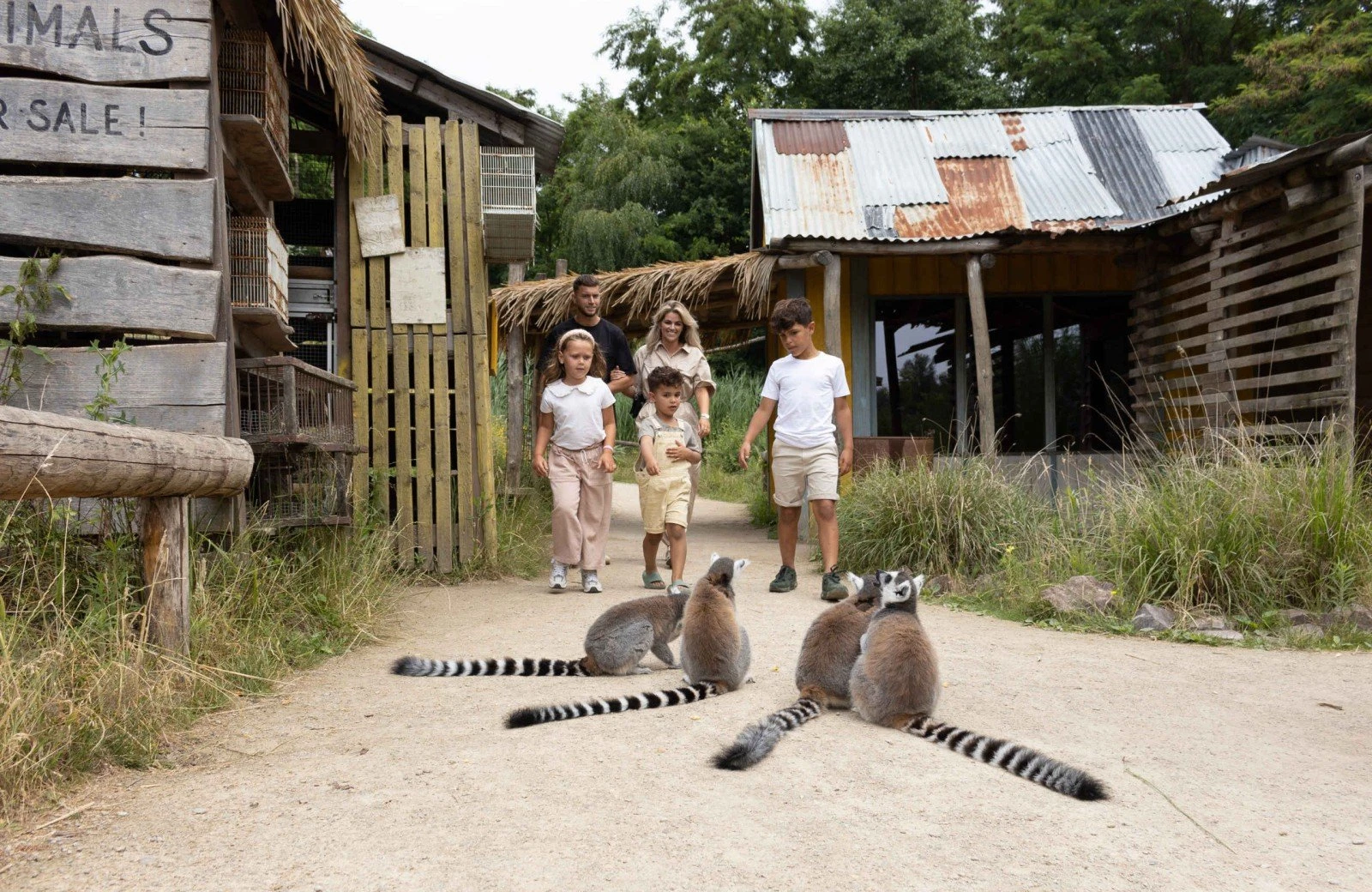 Zooparc ringstaartmaki
